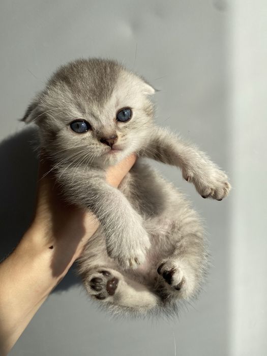 Шотландские мальчики  цены разные