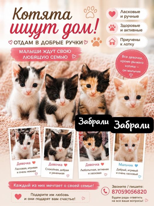 Отдам котят в добрые руки