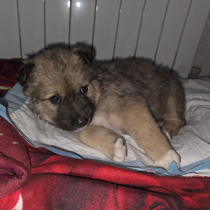 Щеночек девочка.