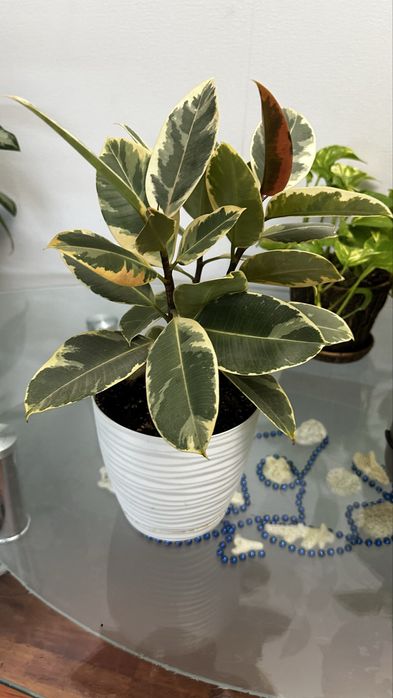 Фикус продается