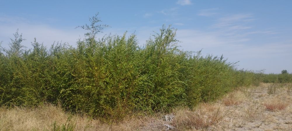 Gujum manzarali daraxtlar koʻchatlari sotiladi