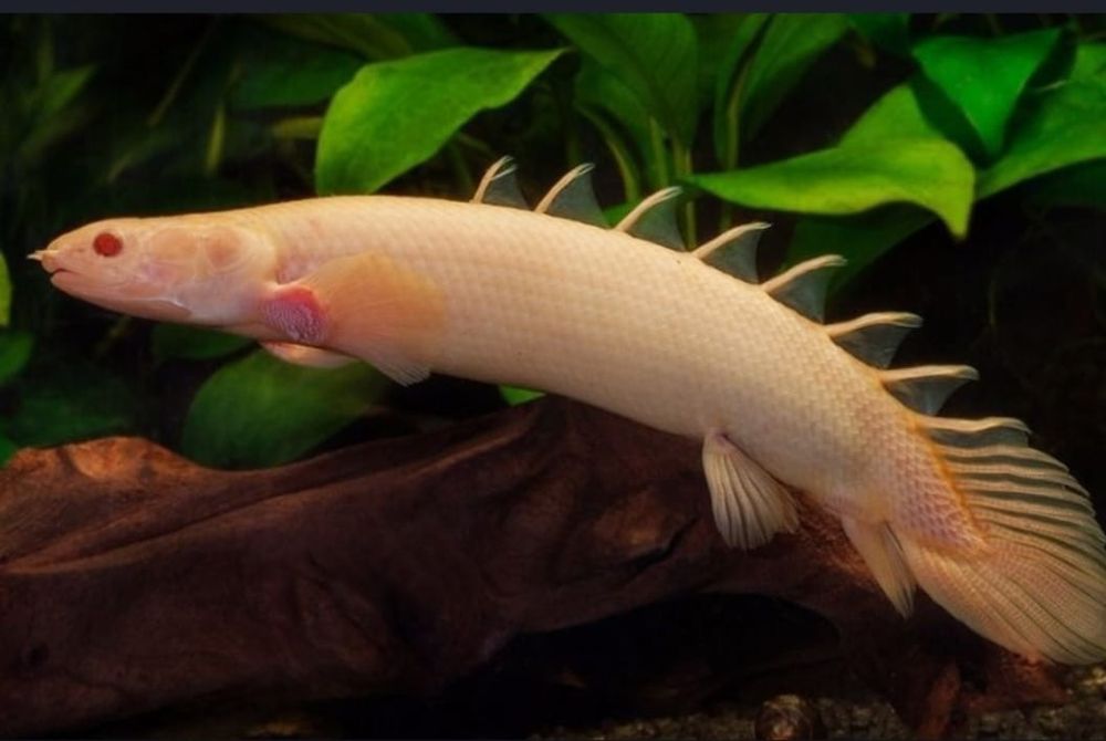 Рыбки для аквариюма