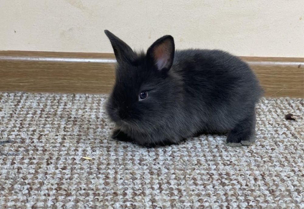 Черно декоративно зайче