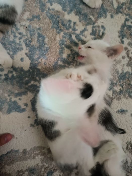 Мыргаулар, котята
