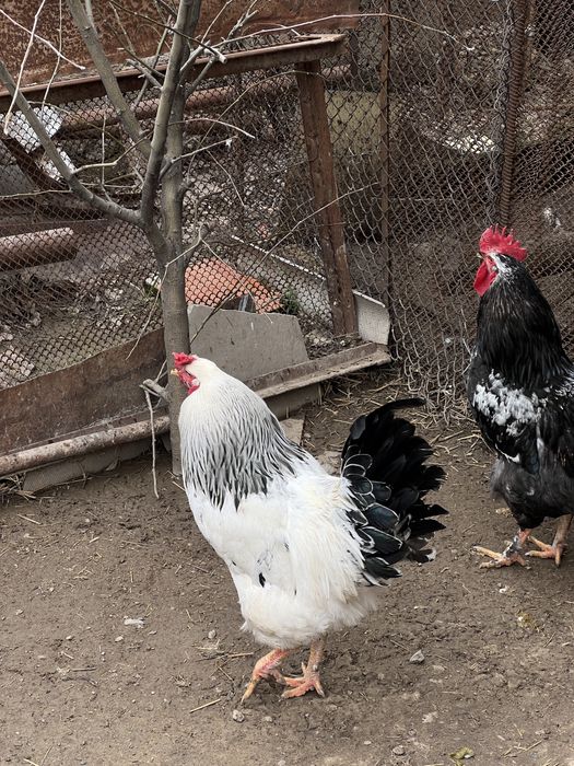 Продаю 2 петуха