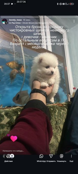 Чистокровные щенки немецкого шпица