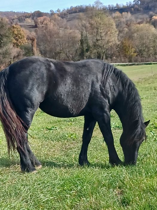 Vând iapa 4/5 ani gestanta