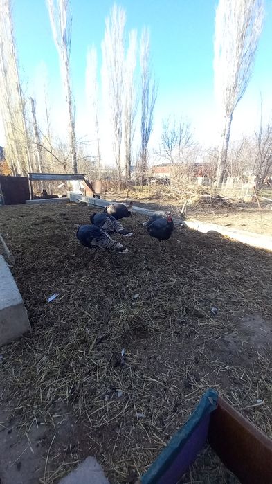 үндик кораз 6 айлык