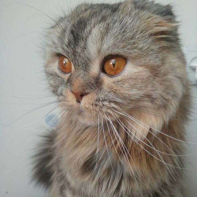 Чистокровная скотиш фолд..