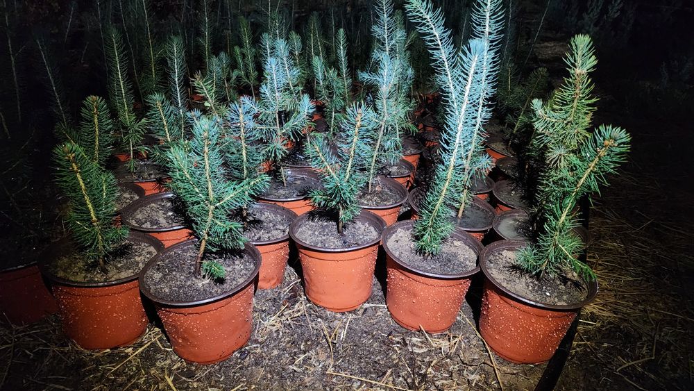 Голубой ель кучатлари сотилади