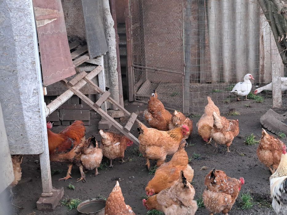 Vând ouă de la găini crescute in curte