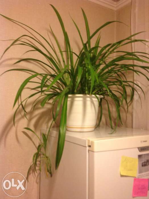 Хлорофитум зелёный