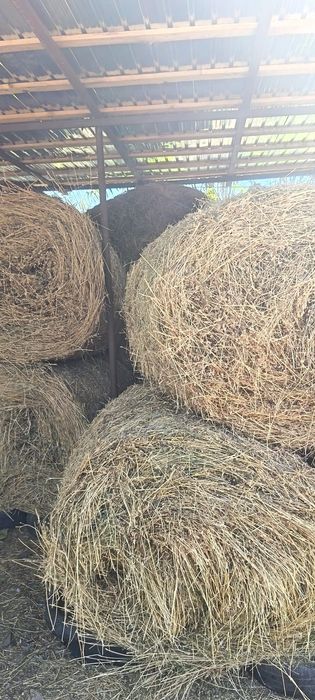 Baloți mari de lucernă