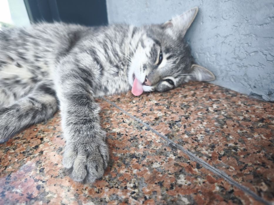 Котенок в добрые руки