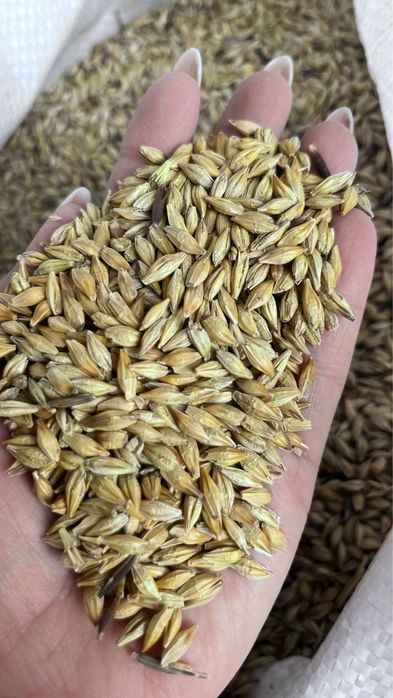 Зерносмесь ячмень