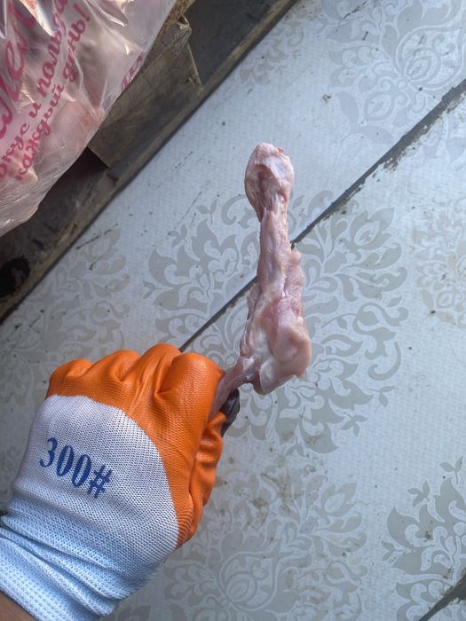 Куриный кость   Тауык