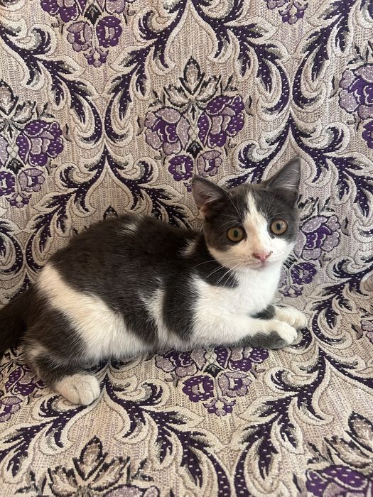 Отдам милого котёнка