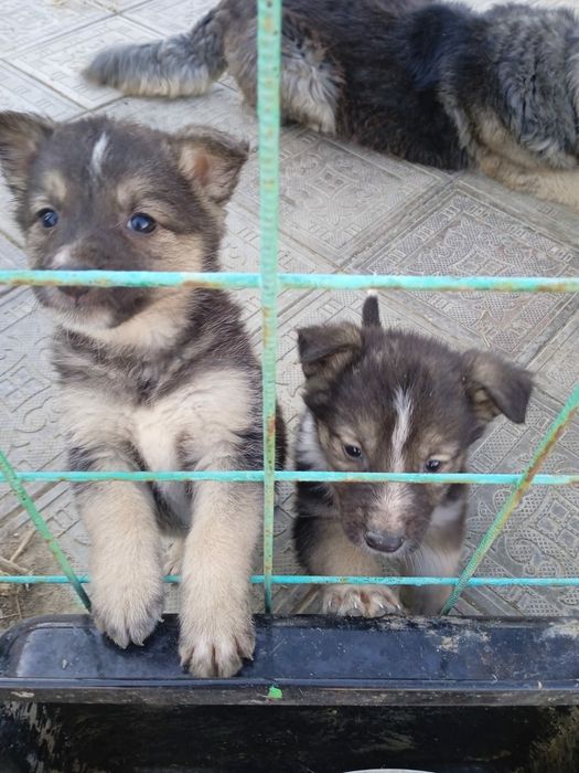 Щенки в добрые, ответственные руки.