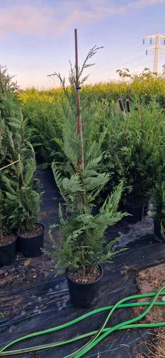 Cupressocyparis leylandi- cupressocyparis arizonica