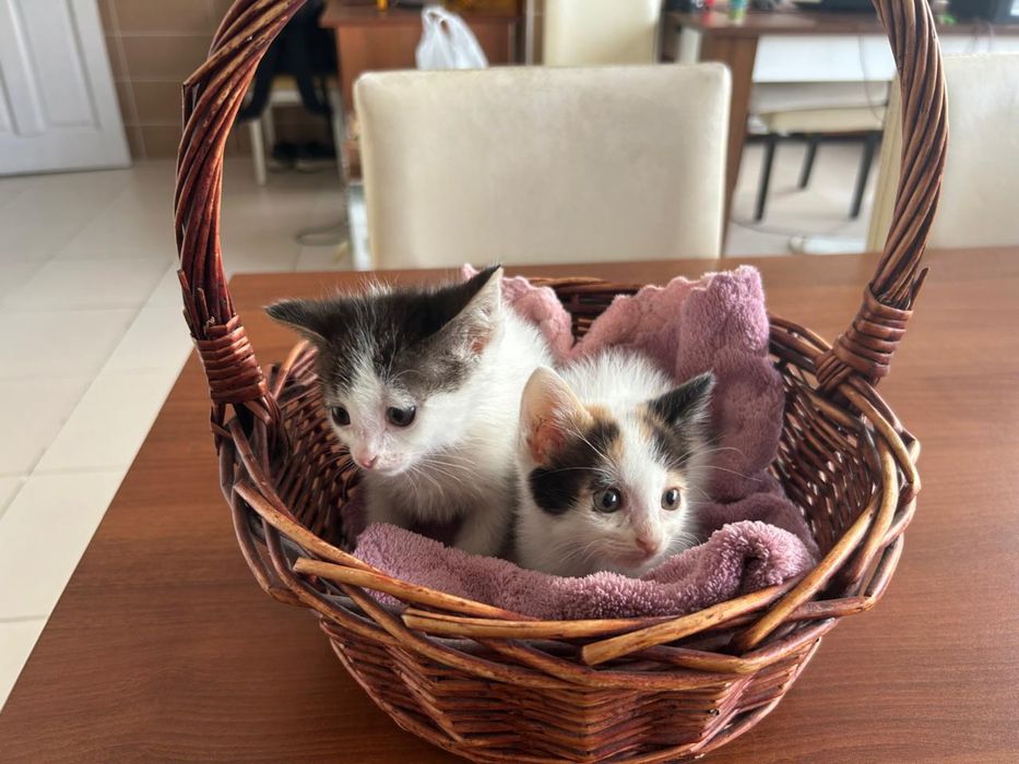 Котенки в хорошие руки