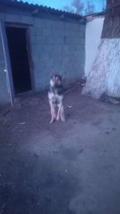 Продам двух овчарок