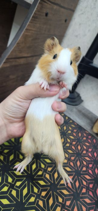 Продам 2 свинок Американские