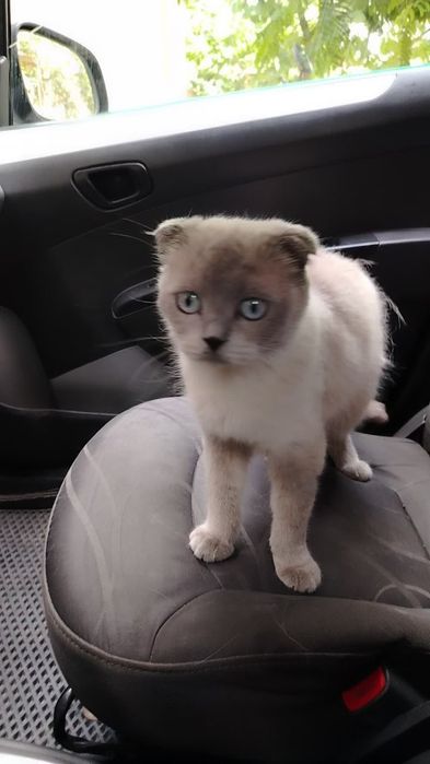 Шотландский скотиш фолт Акрас капучина
