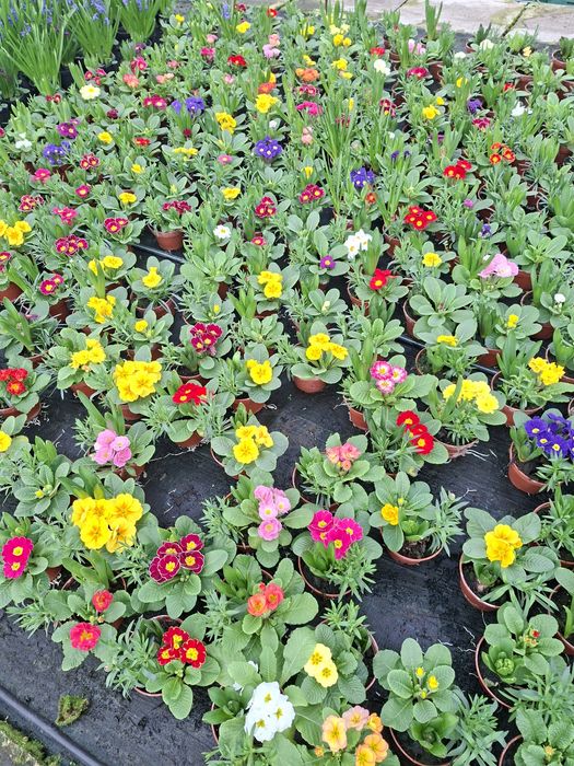 Zambile ,cyclamen și primule