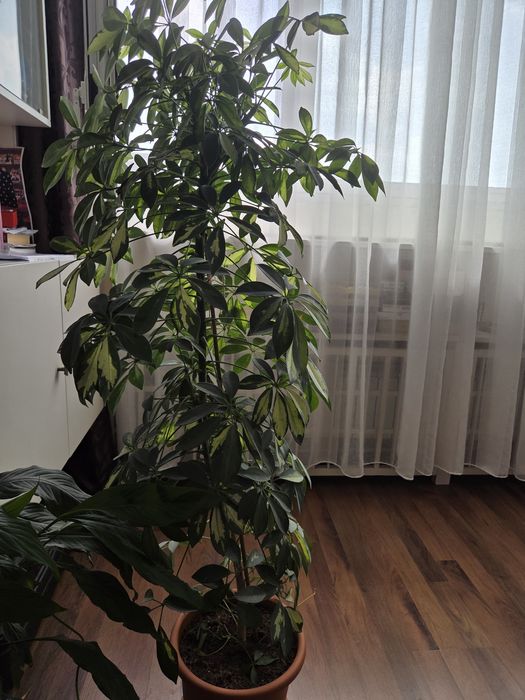 Шефлера/Schefflera