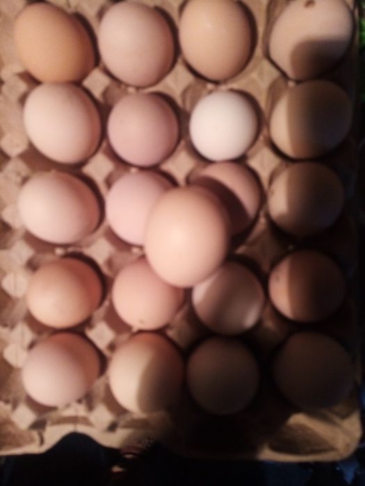 Продам домашние яйца