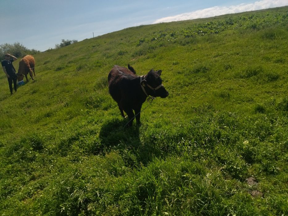 Vând  vițică angus