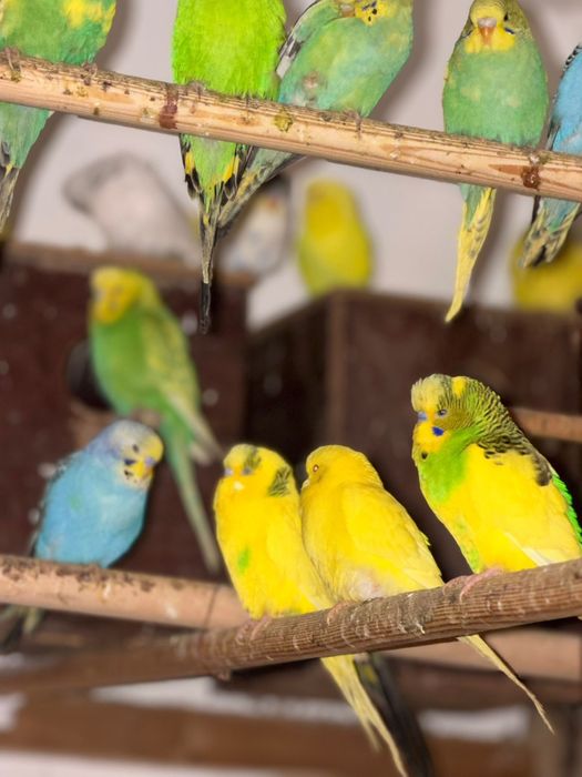 Papagali perusi – multe culori, pui sănătoși și jucăuși – 50 lei/buc!