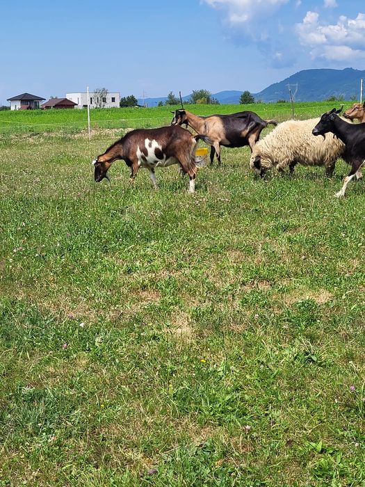 Vând capre și o oaie
