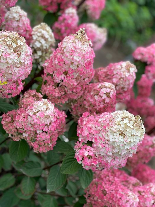 Гортензии метельчатые и древовидные