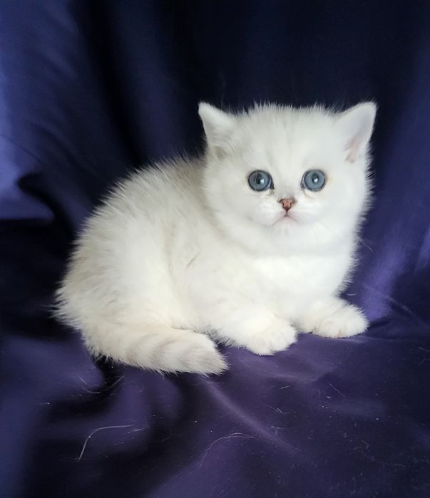 Серебристые котята