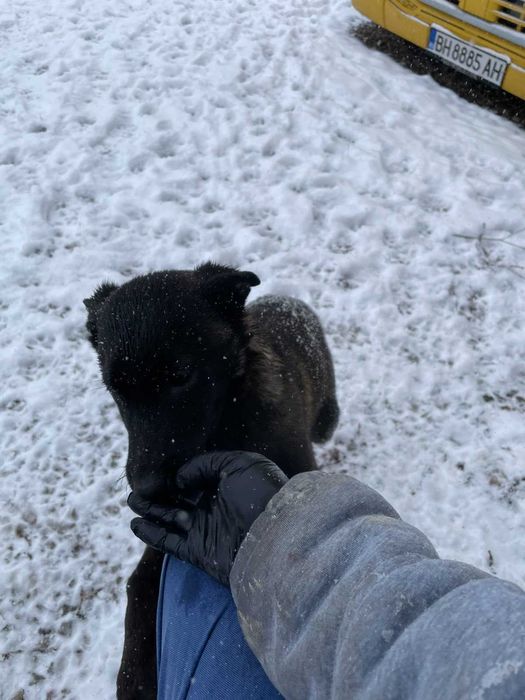 Малиноа- белгийска овчарка