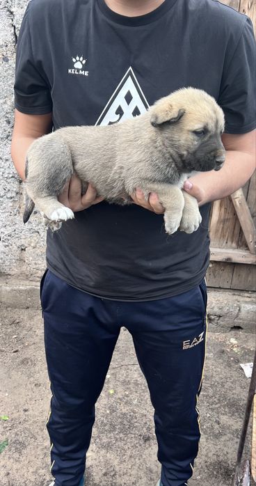 Күшіктер сатылады Щенки