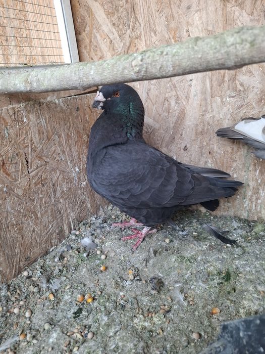 Porumbei Americani de vanzare