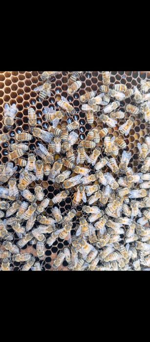 Срочно Асалари оиласи яшиги билан