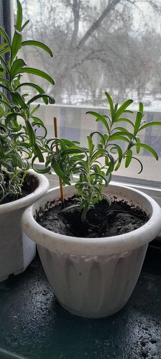 Розмарин пищевой .