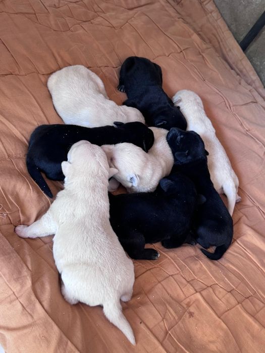 Лабрадор ретривера щенки