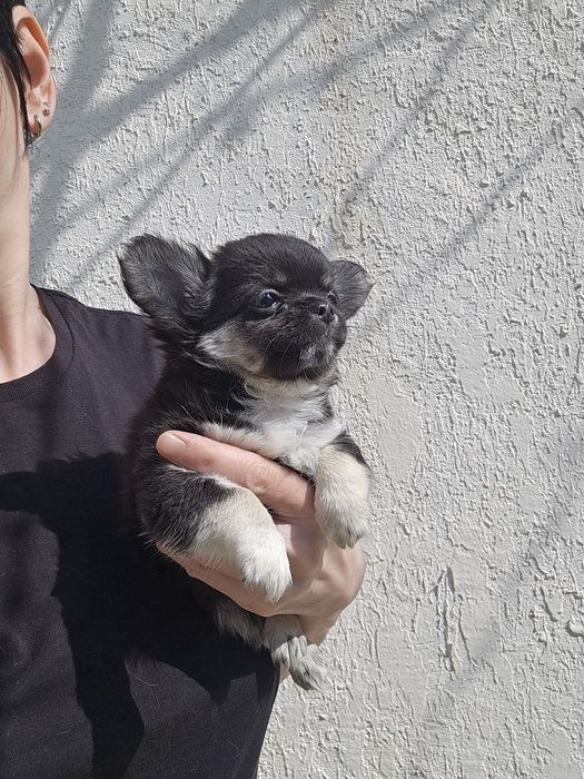 Чихуахуа девочка