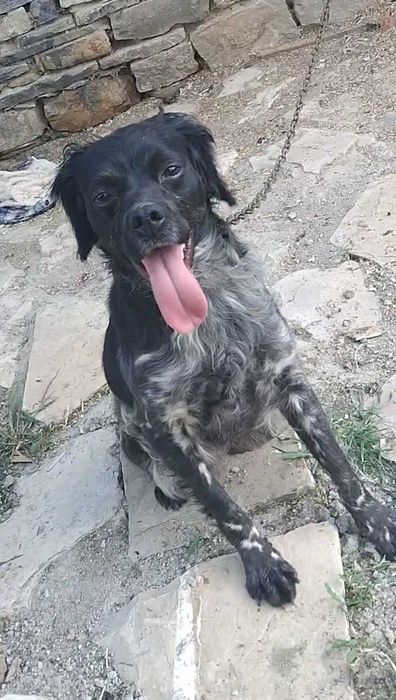 Женско  куче за продажба!