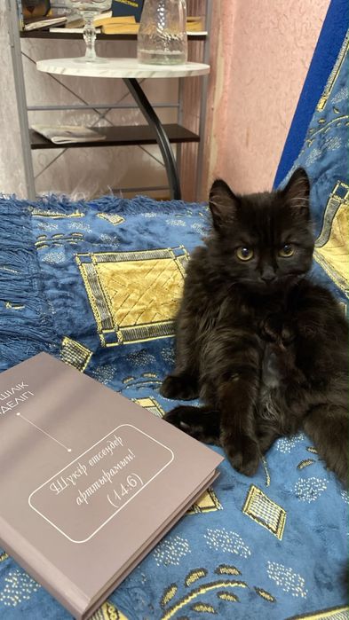 Котенок мальчик помесь с менйнкун