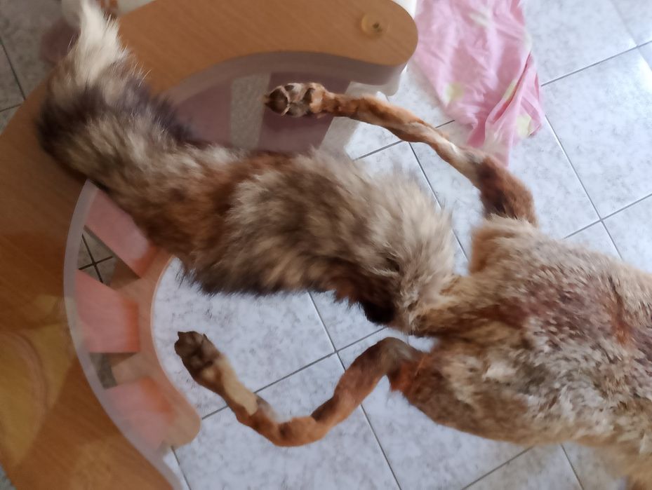 Лисича дамска яка