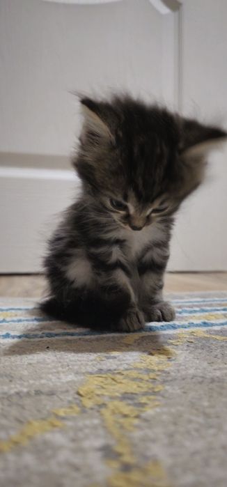 Отдам котят  в хорошие руки