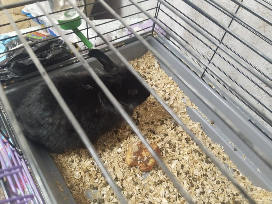 Отдам за вкусняшку ребёнку.