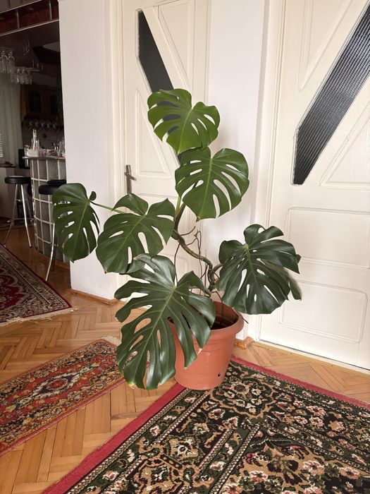 Plantǎ de camerǎ- philodendron