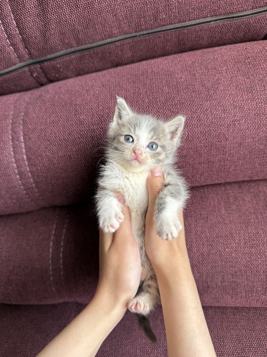 Котята ищут любящую семью