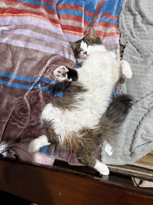 Отдам кота в добрые руки